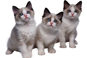 一歲布偶貓發情怎么辦