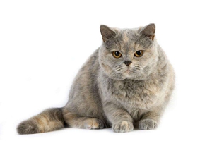 養英國短毛貓吃什么