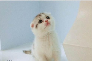 折耳貓如何飼養