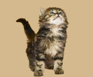 貓眼睛流膿怎么辦