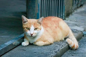 生小貓注意什么