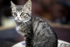 如何辨別虎斑貓