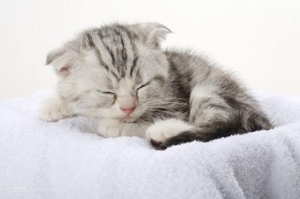 折耳貓懷孕要注意什么