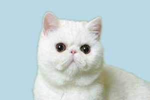 加菲貓的性格特點是什么