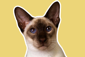 巴厘貓性格怎樣