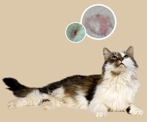 貓皮膚病癥狀有哪些