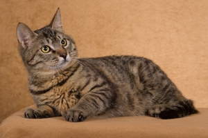 中華田園貓怎么變胖