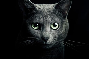 貓咪吃貓草的好處是什么