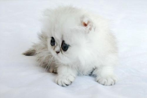 金吉拉怎么養(yǎng)