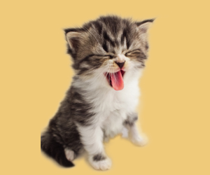 貓吐黃水怎么辦