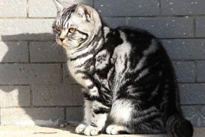 怎么養美短虎斑貓