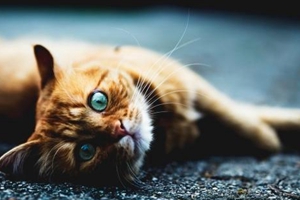 貓生小貓要怎么處理