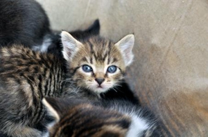 為什么小貓會叫個不停