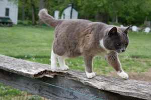 小貓初到新家該怎么辦