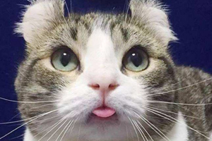 美國卷耳貓脾氣怎么樣