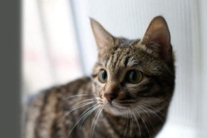 貍花貓怎么看公母