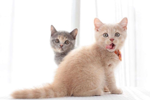 英國短毛貓?jiān)趺催x