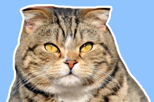 虎斑貓的性格怎么樣