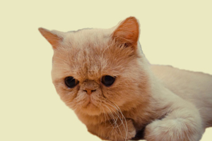 加菲貓的性格怎么樣