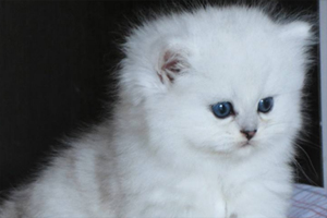 金吉拉幼貓怎么看品相