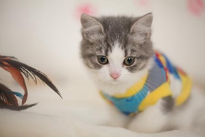 飛機(jī)托運(yùn)貓咪需要什么