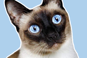 暹羅貓怎么訓練上廁所