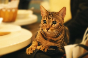 如何讓貓咪不叫