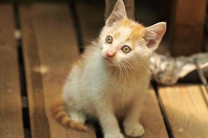 貓貓到處拉尿怎么辦