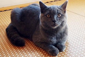 貓咪要怎么托運