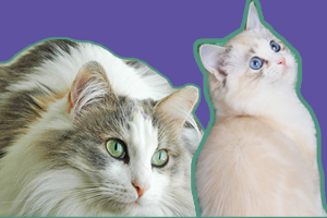 襤褸貓和布偶貓的區(qū)別