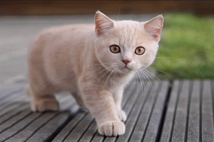 小貓咪怎么教不咬人