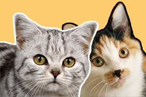 品種貓和土貓的區(qū)別