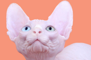 斯芬克斯貓的缺點(diǎn)