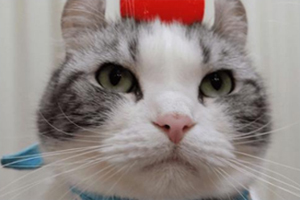 美國卷耳貓鑒別方法有哪些