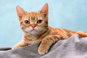 怎么教小貓上廁所