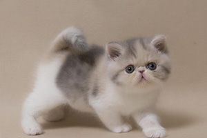 加菲貓怎么養才干凈