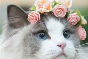 布偶貓為什么要絕育 布偶貓絕育的原因