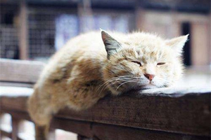 老年貓咪怎么護(hù)理 老年貓咪護(hù)理方法