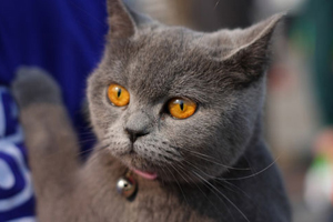 短毛貓怎么梳毛 短毛貓的七個梳毛步驟