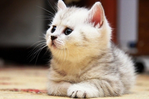 貓咪不能吃什么