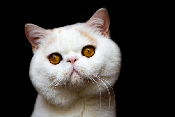 哪種貓砂比較好 常用的幾款貓砂的特點(diǎn)