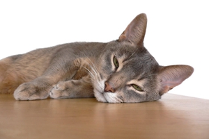 貓咪不能吃的東西有哪些