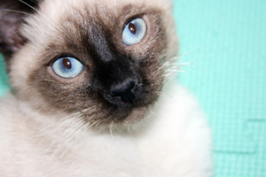 怎么給暹羅貓洗澡 暹羅貓洗澡方法