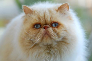 波斯貓掉毛怎么辦 波斯貓掉毛的原因和應對方法