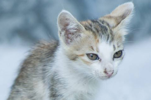 養(yǎng)小貓注意事項有哪些