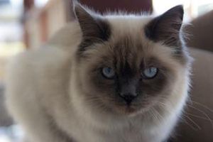 伯曼貓怎么護理 伯曼貓的護理方法