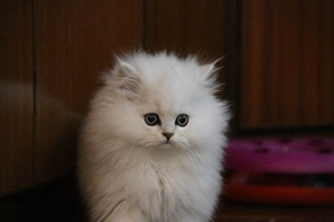 金吉拉貓幼貓怎么喂養