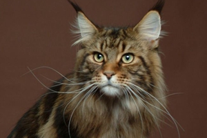 如何喂養緬因貓