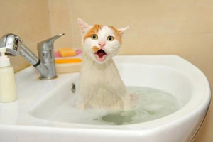 長毛貓如何洗澡 長毛貓洗澡步驟