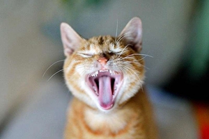 貓咪口腔怎么護(hù)理 貓咪口腔護(hù)理步驟